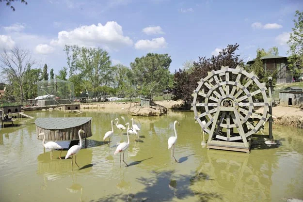 beykoz umdugunu bulacakmi 5 4ErChOGeYU