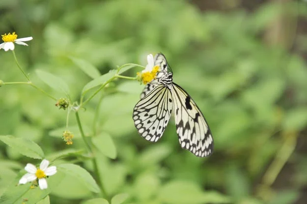 beykoz umdugunu bulacakmi 6 UQ2154S3pS