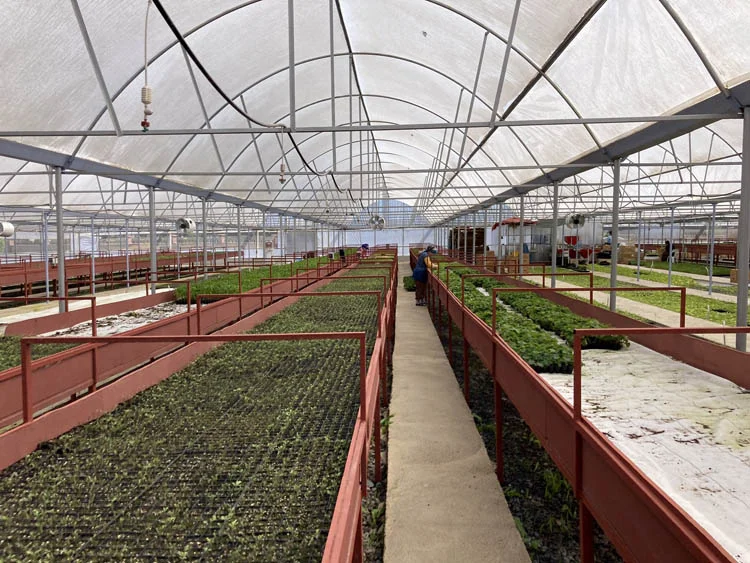 Beykoz'a yılda 1 milyon fide dağıtılacak 2 beykoza jArm0 vjK1