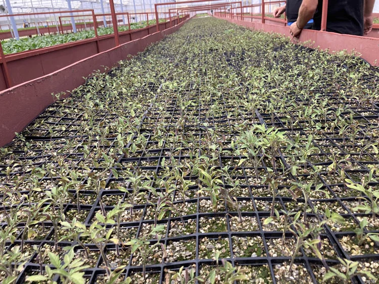 Beykoz'a yılda 1 milyon fide dağıtılacak 3 beykozacdb7 nkvHARBW9i