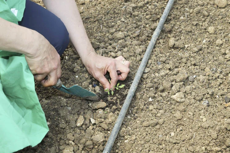 İSMEK’ten Beykoz'a 65 yıllık domates fidesi 1 beykozbahcelerine65yillikfide 3 4I I7SzRu9