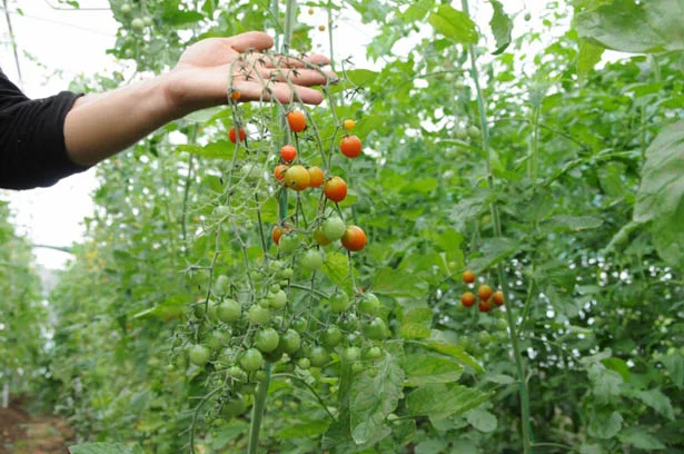 Beykoz Belediyesinin yemekhanesinde israf yok 3 beykozbelediyeyemekatdb4 IE1BmO 8lI