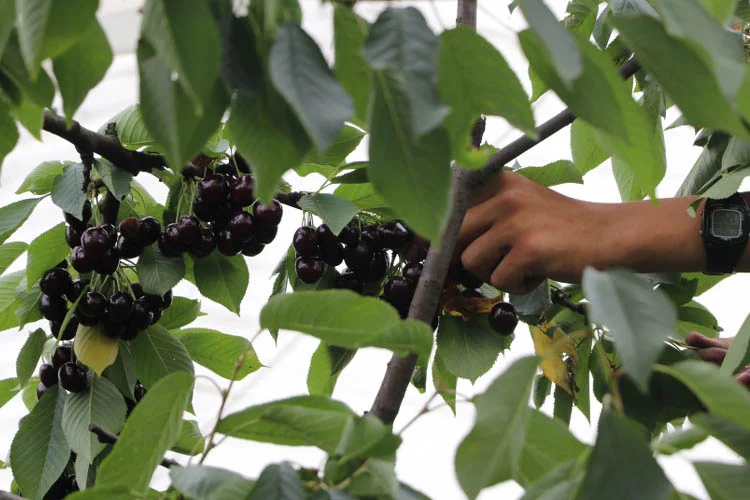 Beykoz Cumhuriyetköy'de 2 bin 500 kiraz ağacı 2 beykozckirazagaci1 F78hO4nhJV