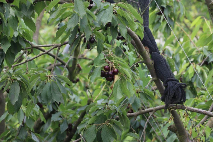 Beykoz Cumhuriyetköy'de 2 bin 500 kiraz ağacı 1 beykozckirazagaci3 fKtHQvRBCt