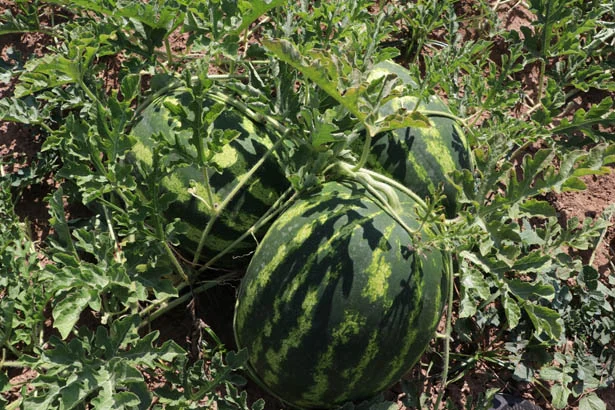 Beykoz Karpuzunda hasat dönemi başladı 4 beykozdakarpuzhasatidb5 J nIcAW1ni