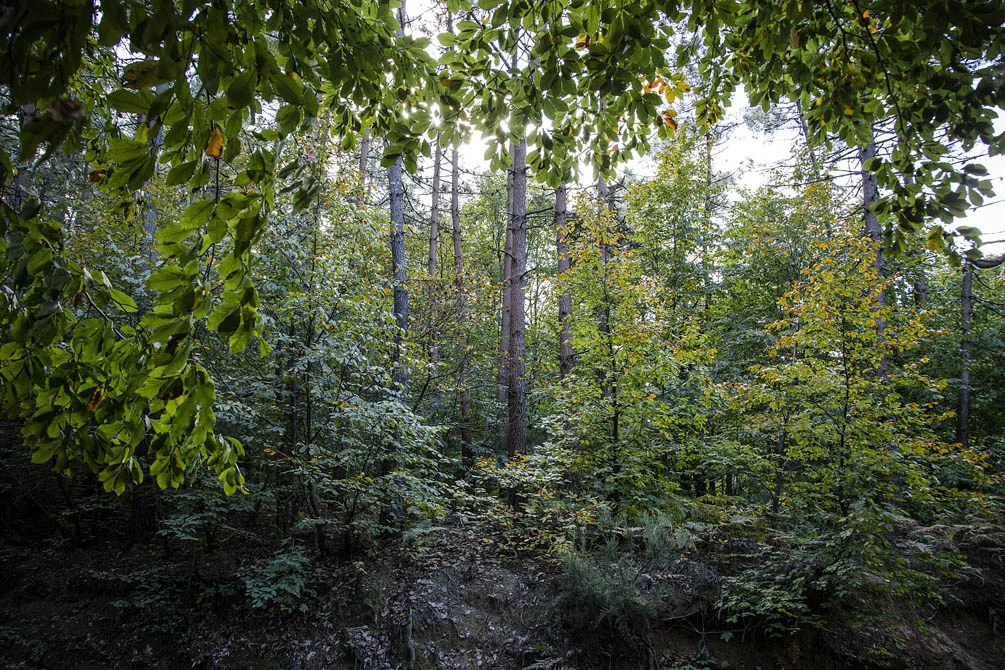 Beykoz'da sonbahar büyülüyor 3 beykozdasonbahar 21 40PUAe2Bvk