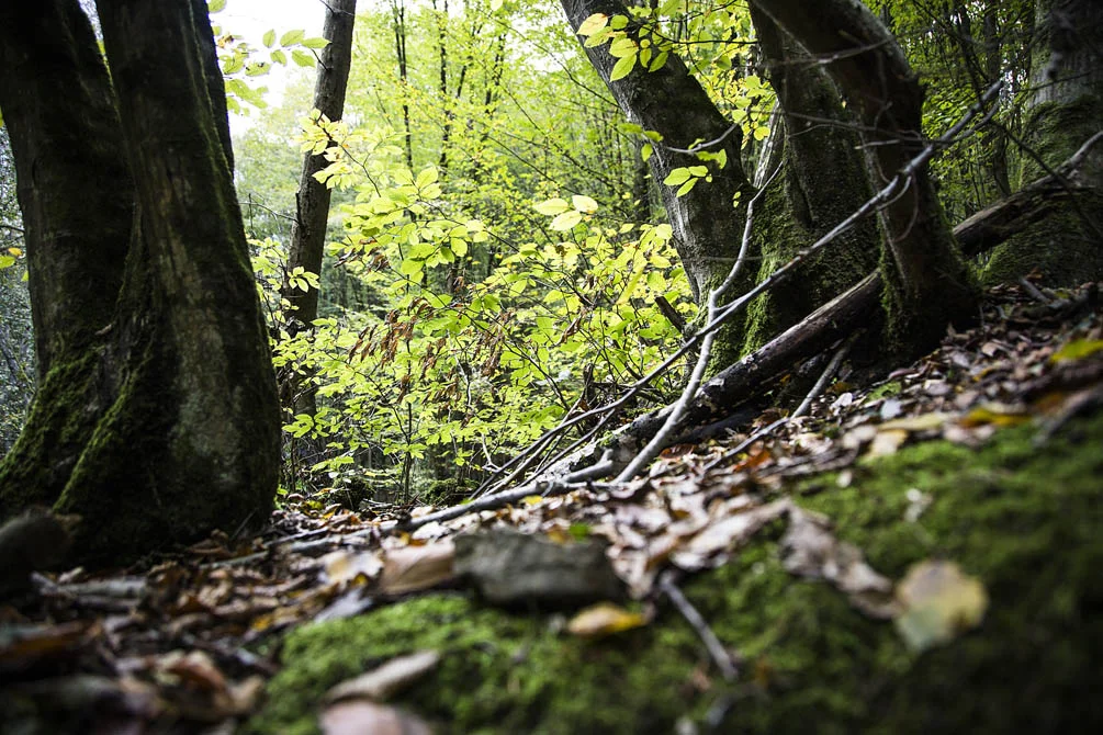 Beykoz'da sonbahar büyülüyor 2 beykozdasonbahar igX79NA9Bf