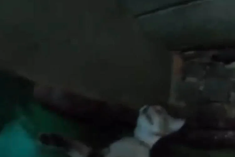 Beykoz Çubuklu Sahili'nde iskelenin altına sıkışan kediyi kurtarmak için operasyon