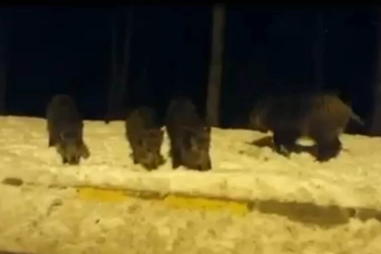 Soğuk havalarla birlikte yaşam alanlarında yiyecek bulamayan domuz sürüsü Beykoz'da
