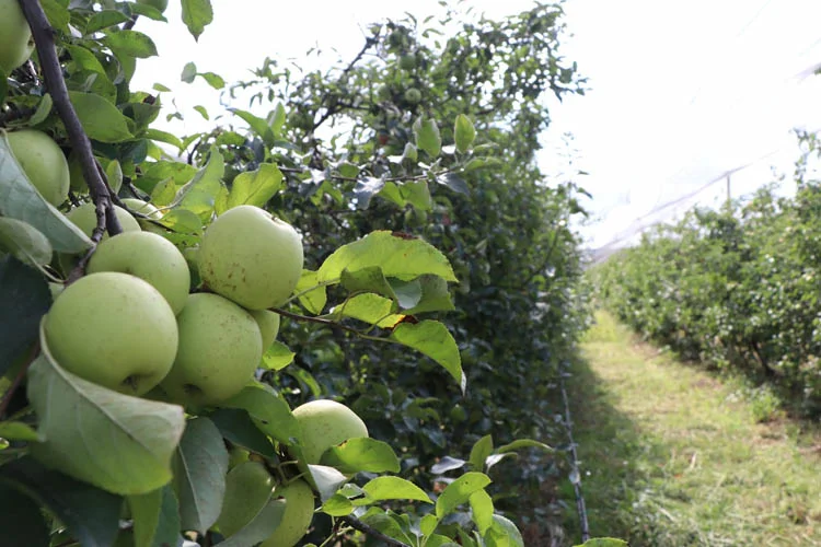 Beykoz’un verimli bahçelerinde yetiştirilen "Beykoz Elması" hasadın ardından tezgâhlarda yerini