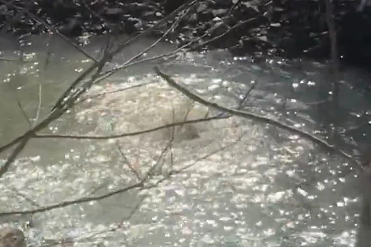 Beykoz Anadoluhisarı'ndan denize dökülen Göksu Deresi'nden çıkmaya başlayan su vatandaşlar