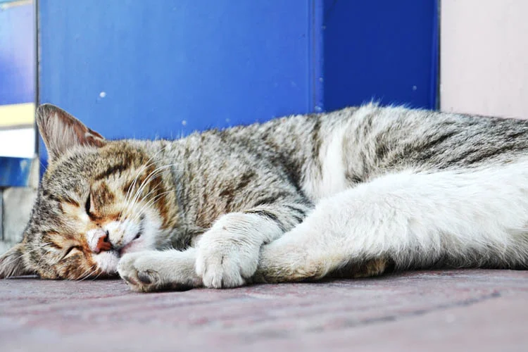 Beykoz’da sokak havanlarının barınma, besleme ve sahiplendirilmesine yönelik hazırlanan Sevimli