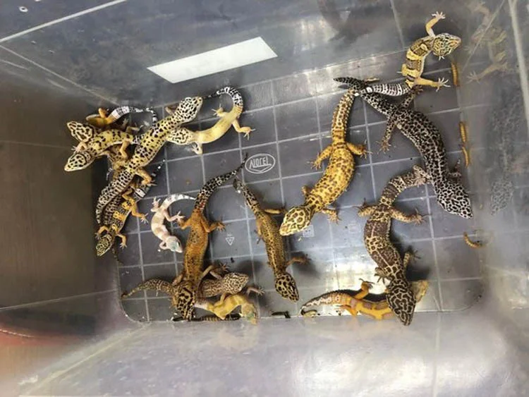 Beykoz'da kurdukları yasa dışı hayvanat bahçesinde yabani, egzotik ve tropikal