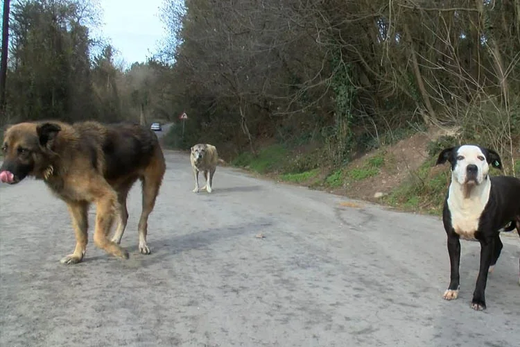 beykozhayva 77 2fZU12W