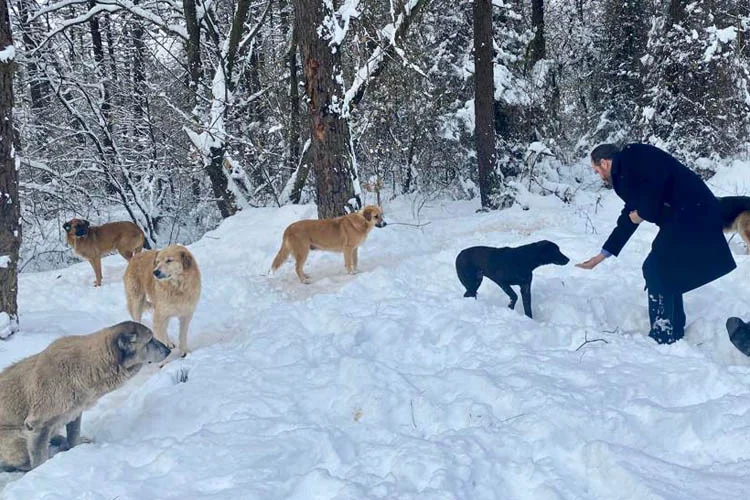 AK Parti Genel Merkezi'nce başlatılan sokak hayvanları seferberliği için Beykoz'da