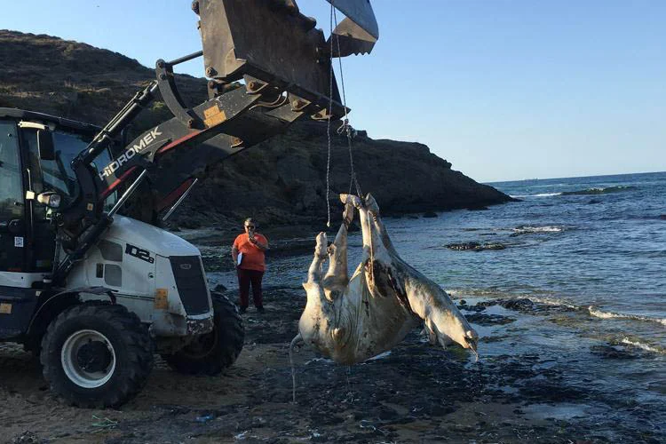 Beykoz Riva sahilinde dün bir bugün de bir tane ölü