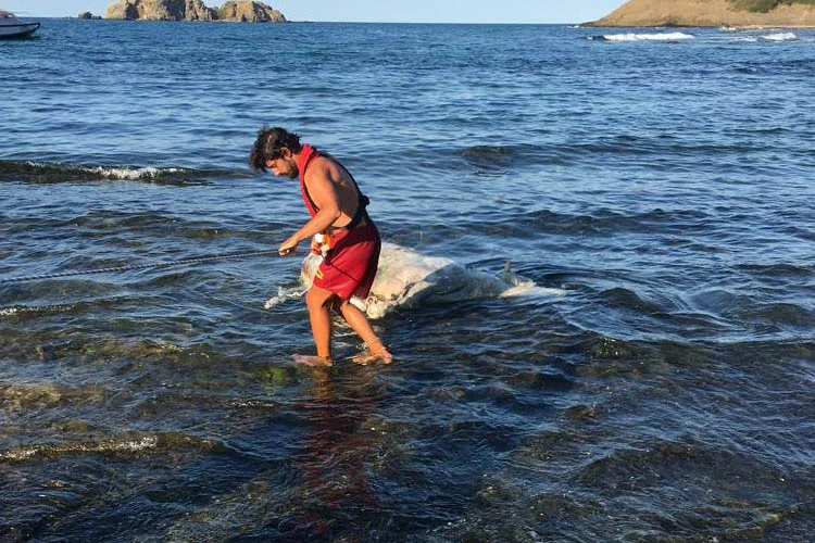 Beykoz Riva sahilinde ölü inekler bulundu 1