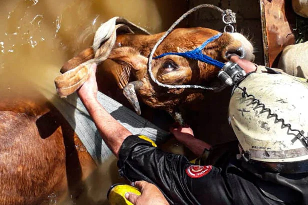 Beykoz Elmalı Mahallesinde dün sabah saatlerinde su kuyusuna düşen inek,