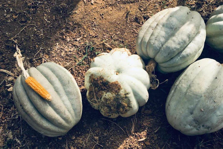 Beykoz bahçelerinde bal kabağı sezonu açıldı 1 beykozkabagibaldb2 yWlqiz96H3