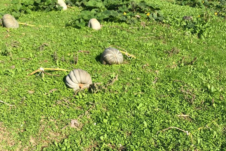 Beykoz bahçelerinde bal kabağı sezonu açıldı 2 beykozkabagibaldb3 NXiYFkajyn