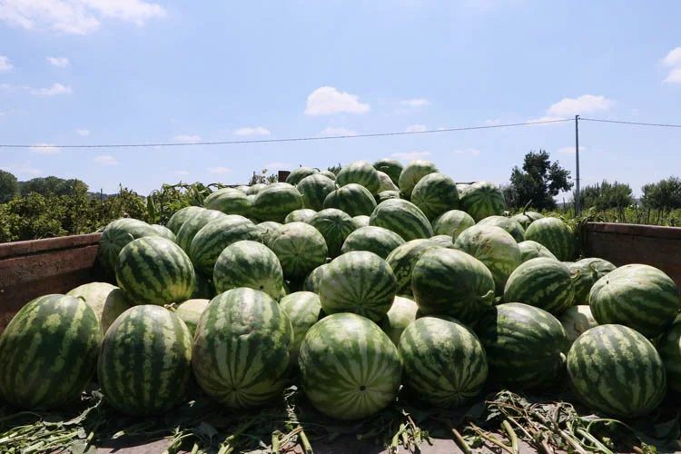 Beykoz Belediye Başkanı Murat Aydın, ilçede karpuz hasadının başladığını ve