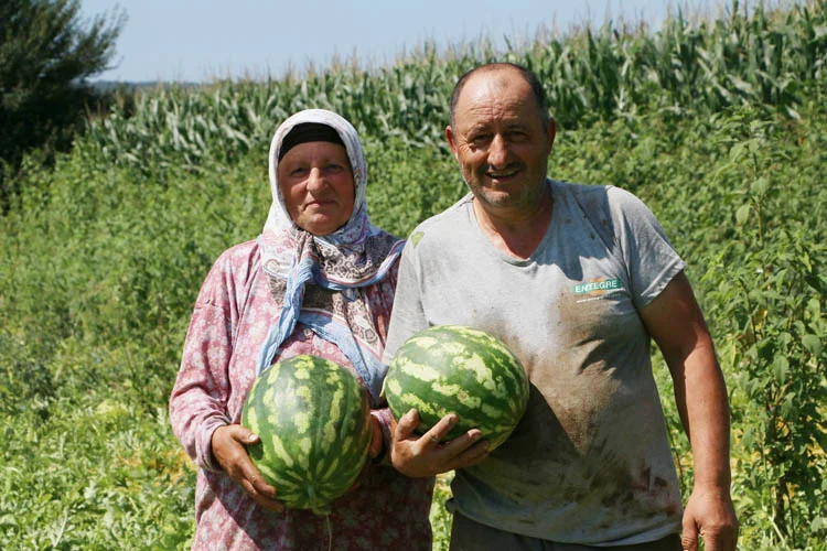 Beykoz Karpuzu'nda 2021 hasadı başladı 1 beykozkarhasatdb2 5mhJWhiKmZ