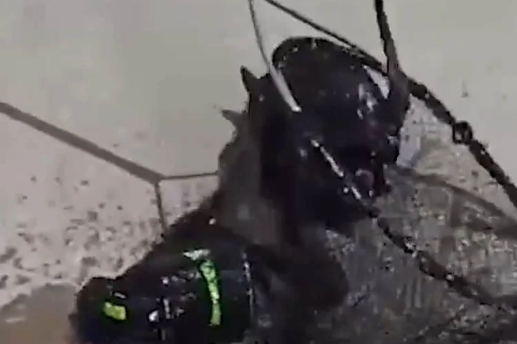 Beykoz Çubuklu Sahilinde iskeleye sıkışan kedi su altının isimsiz kahramanları