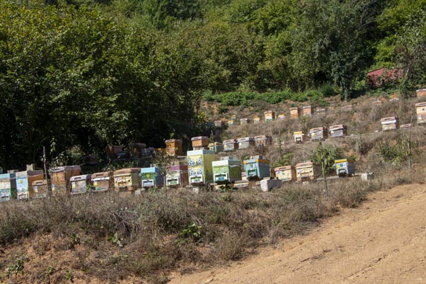 beykozkestanebaldb2 aNcCyCQ 7