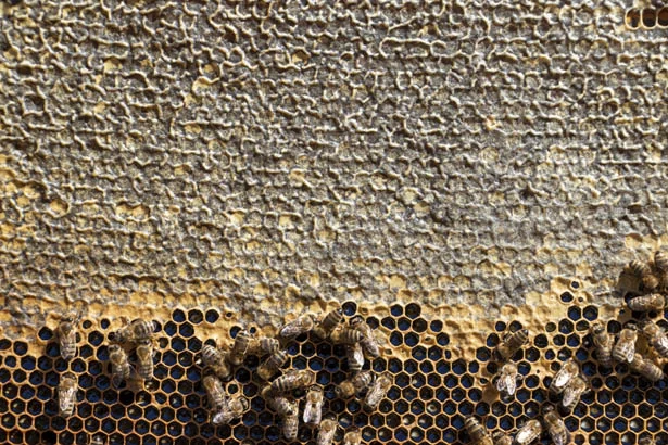 beykozkestanebaldb4 hNnvrenFek