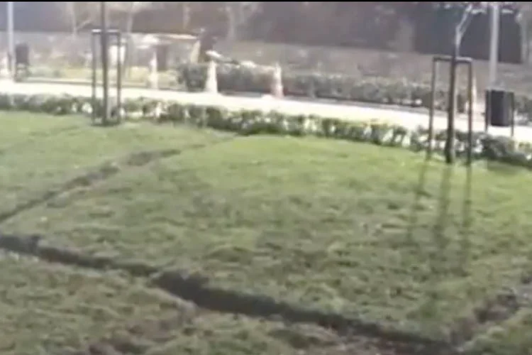 Türk-Alman Üniversitesi’nin Beykoz’daki kampüsünde kalabalık köpek grubunun saldırısına uğrayan akademisyen