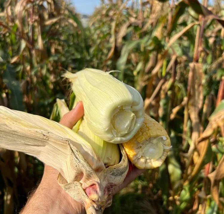 beykozmdb3 siD3TXvLBY