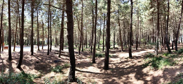 İstanbul Valiliği'nin orman yangınlarıyla mücadele kapsamında aldığı karar sonrasında Beykoz'da