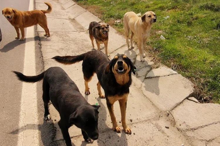 beykozsdb1 wQI0 cojnB