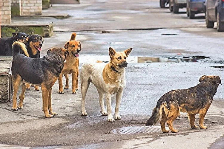 Yapılan araştırmalar sonucunda 2018 yılında Beykoz'da 18 bin sokak köpeği