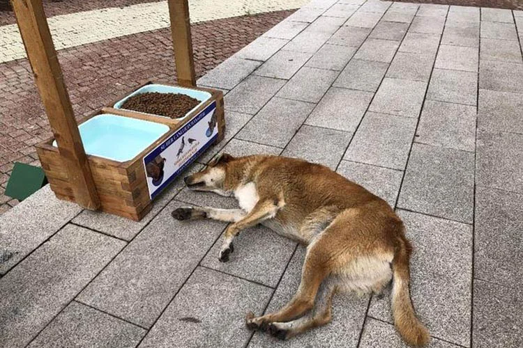 Beykoz Belediyesi, sokak hayvanları için ilçe genelinde 39 adet besleme