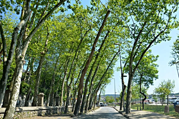 beykozsokaklariissiz4 rGt10t9RGw