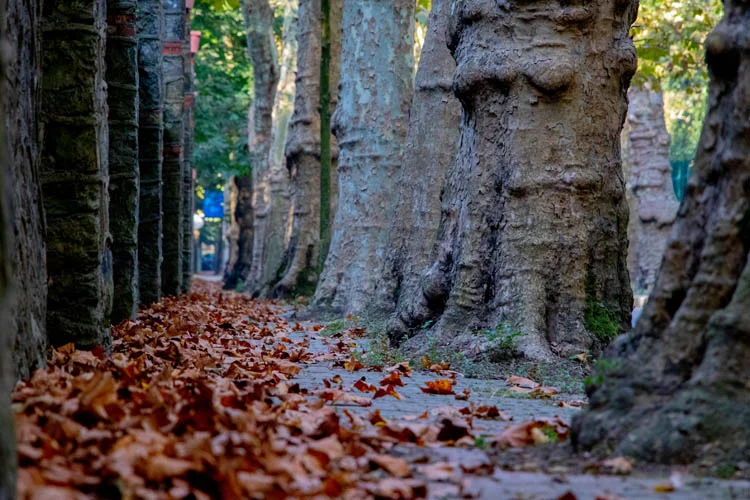 Sonbahar aylarında ayrı bir güzelliğe bürünen Beykoz'daki en iyi fotoğraf