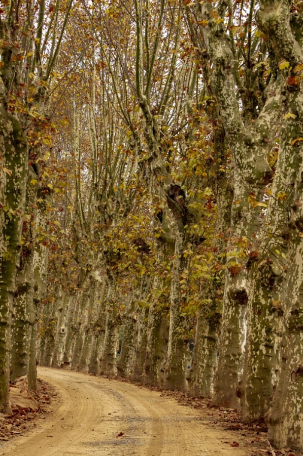 beykozsonbaharcinarliyol RaO6rfXdGJ