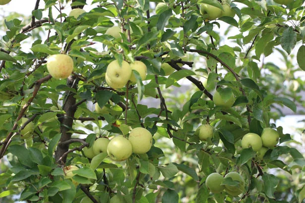 beykoztardb4 ohdOTmYesQ