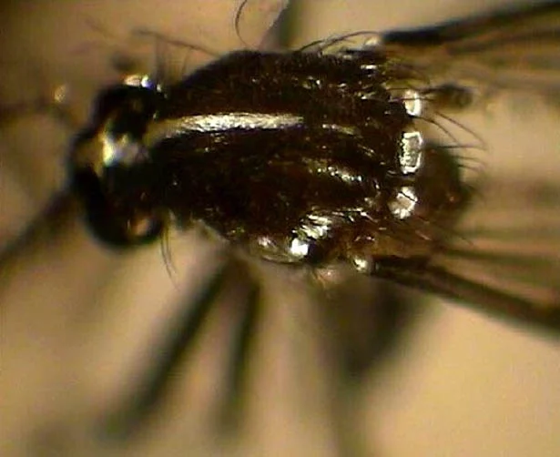 Batı Nil Virüsü Ateşi, Zika Virüsü, Sarı Humma hastalıklarını taşıyabilen