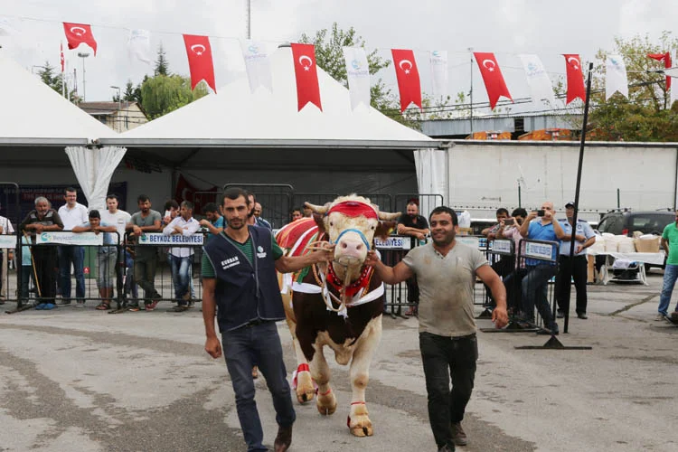 Beykoz Belediyesi’nce kurulan Kurbankent'te satışa çıkarılan kurbanlıklar arasında renkli bir