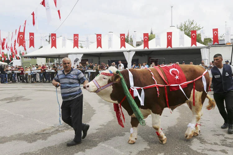 beykozunkurbanlarigorucuyecikti 3 iv5PUr4Dmg