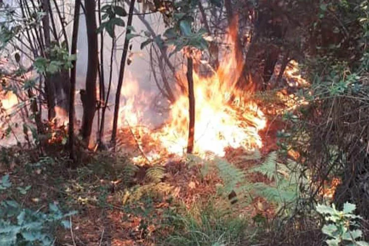 Beykoz'da öğleden sonra çıkan orman yangınında 200 metrekarelik yeşil alan