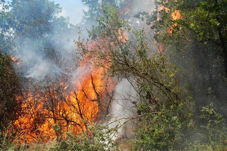 Beykoz Tokatköy'deki ormanlık alanda çıkan yangına havadan ve karadan müdahale