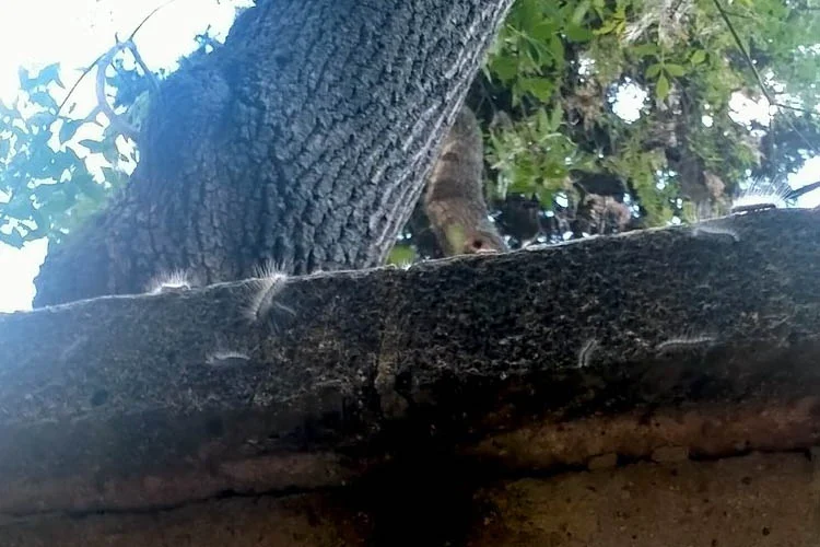Beykoz’da bulunan Hz. Yuşa Türbesi ve çevresindeki alanında yaşanan böcek