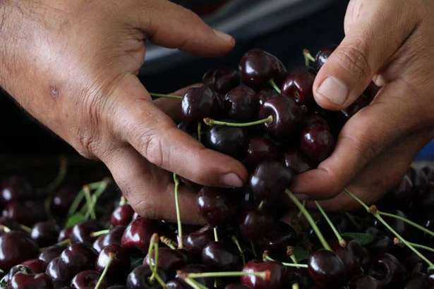 Beykoz'da adil sözleşmeli tarımda yeni sezon 2 beykztaryen 5Cy8UDP1Fr