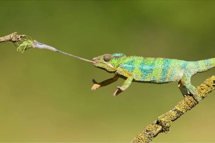 bukalemun hGA2E4o5J3