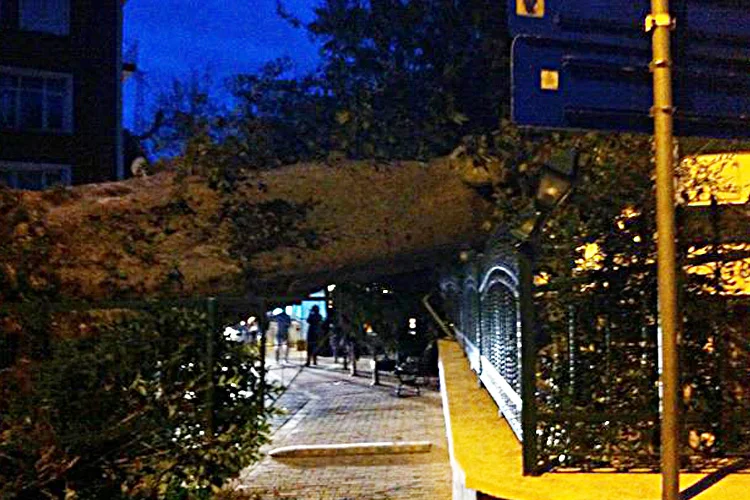 Beykoz'da tarihi bir çınar ağacı içerisinde yatsı namazını kılınan bir