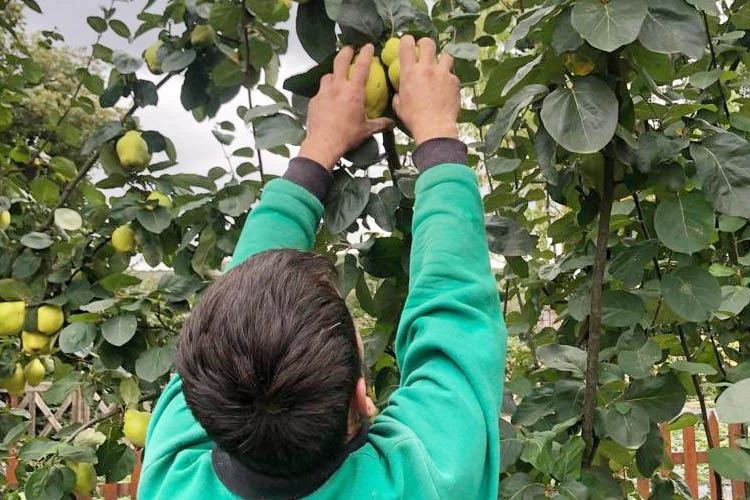 Beykoz Belediyesi meyve bahçesinden topladığı ayva hasadının ihtiyaç sahiplerine ulaştıracağı