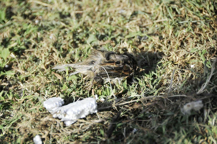 dereseki ku PK6JKzvXHe